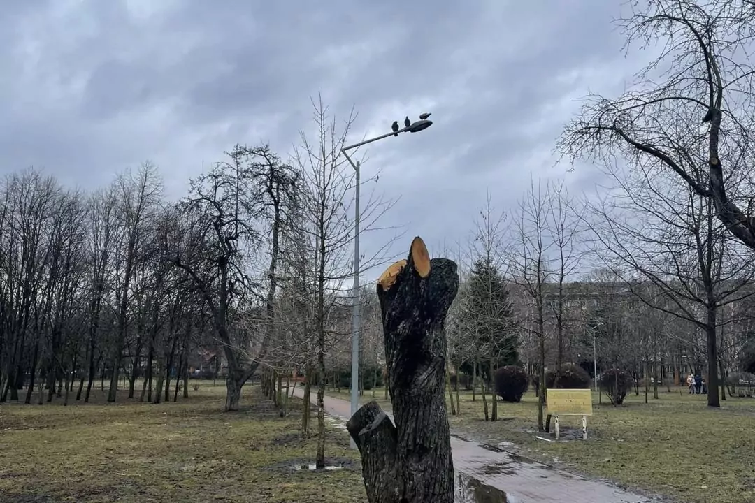 Фото: Київзеленбуд зрізав десятки дерев у парку Відрадний