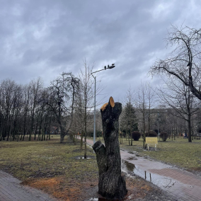 Фото: Киевзеленстрой срезал десятки деревьев в парке Отрадный