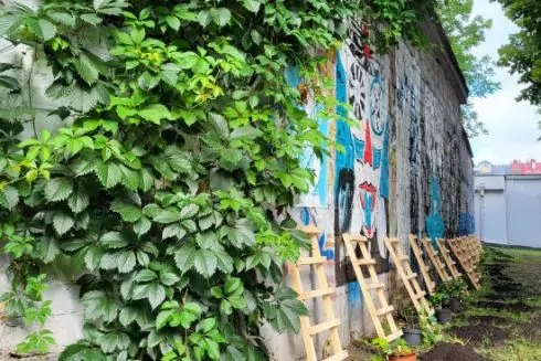 У кинотеатра &laquo;Октябрь&raquo; высадили &laquo;живые стены&raquo; из вьющегося винограда