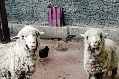 Зоопарк «Казкова діброва» у Новій Каховці повністю затопило. Загинуло майже 300 тварин