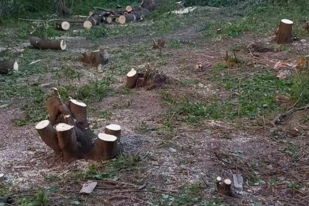 На Совських ставках у Києві вирубали понад 40 дерев