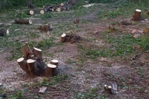 На Совських ставках у Києві вирубали понад 40 дерев