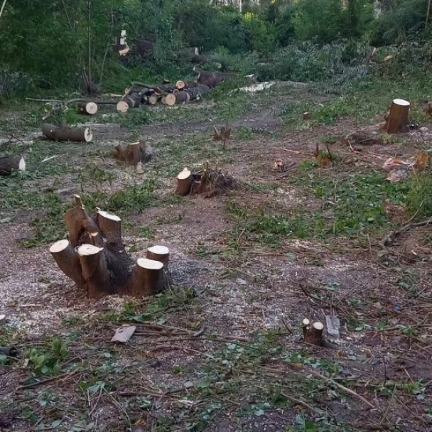 На Совських ставках у Києві вирубали понад 40 дерев