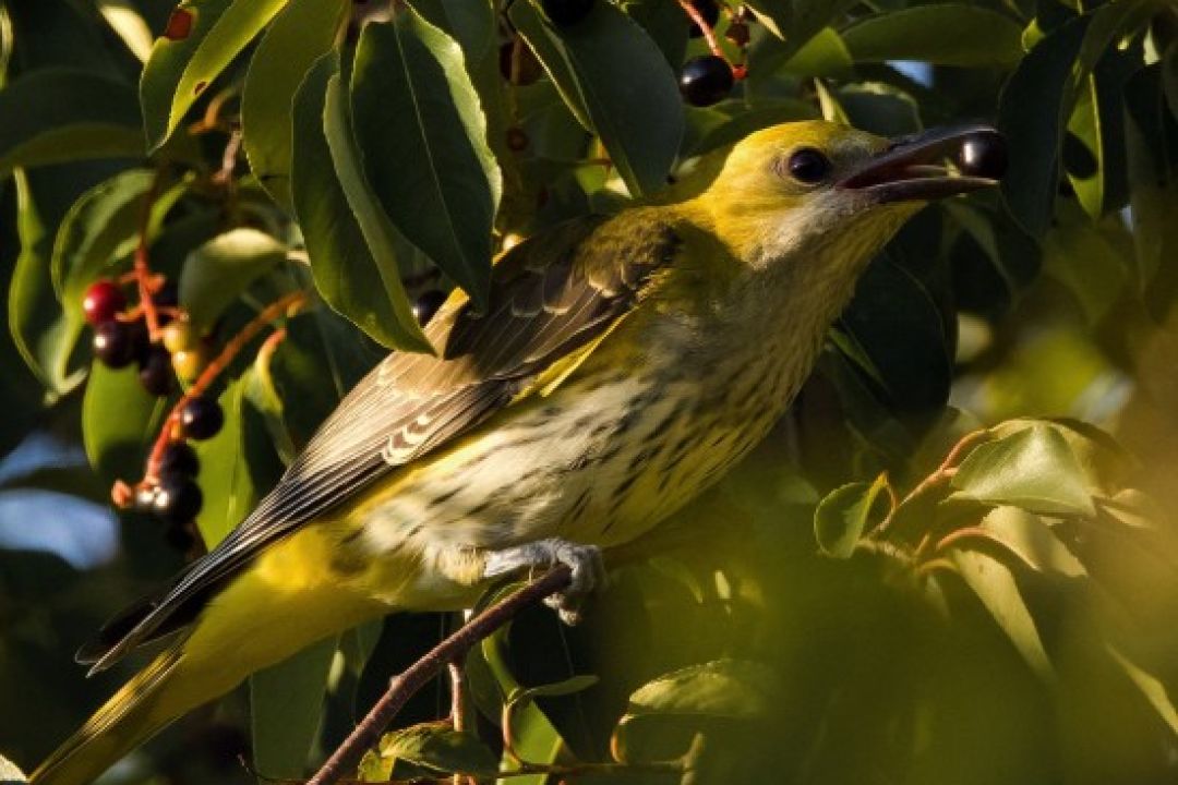 Український студент навчив ШІ імітувати спів птахів — технологію вже тестують екологи