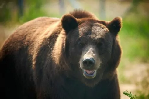 Опікунство над ведмедем, квитки до зоопарку: Як підтримати диких тварин під час війни