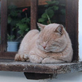 В киевском ЖК похитили домик для бездомных котов. Животные остались без приюта