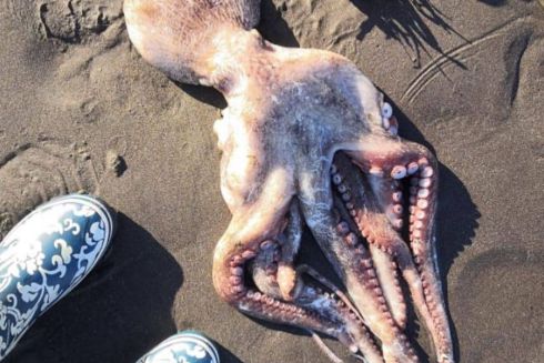 На узбережжі Камчатки масово гинуть тварини: що сталося