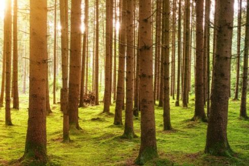 Земли Оксаны Марченко под Киевом вернули государству