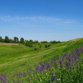 В Киевской области десятки гектаров степи превратили в заповедную зону для защиты от вспашки и застроек