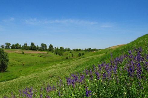 В Киевской области десятки гектаров степи превратили в заповедную зону для защиты от вспашки и застроек