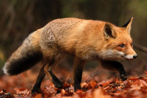 UAnimals проведе марш прибирання на заповідних територіях: як доєднатися