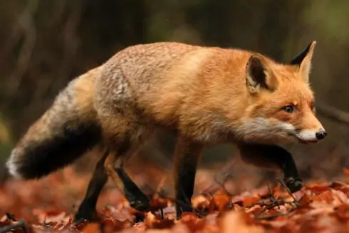 UAnimals проведе марш прибирання на заповідних територіях: як доєднатися