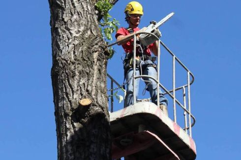 Кияни вимагають ліквідувати "Київзеленбуд": петиція набрала необхідні голоси