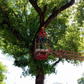 У Києві введуть європейські стандарти обрізки та догляду за деревами