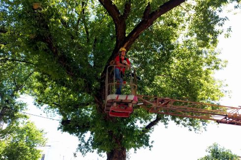 У Києві введуть європейські стандарти обрізки та догляду за деревами