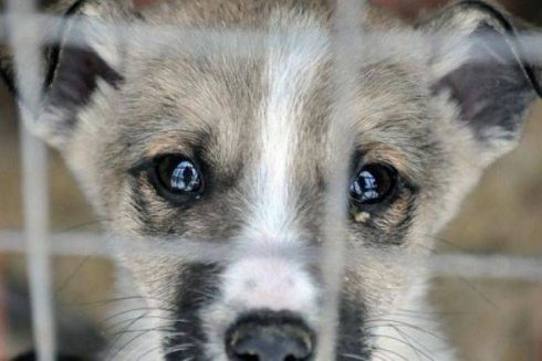 У Києві відбулася прес-конференція з захисту прав тварин