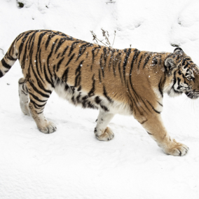 Дровяная печь, буржуйки и генератор: Как Киевский зоопарк обогревает зверей этой зимой