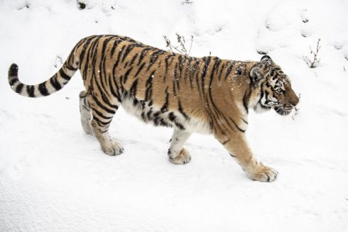 Дров'яна піч, буржуйки та генератор: Як Київський зоопарк обігріває звірів цієї зими