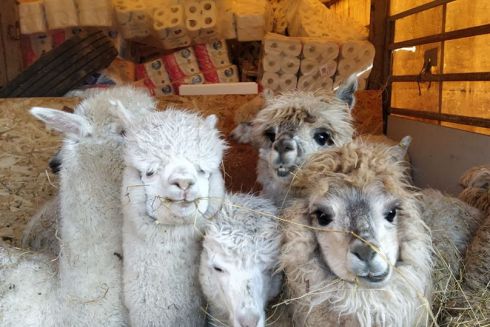 Майже знищений росіянами екопарк у Харкові, відновлює роботу