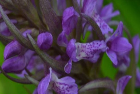 В районе Феофании хотят создать ботаническую памятку «Пойма орхидей»